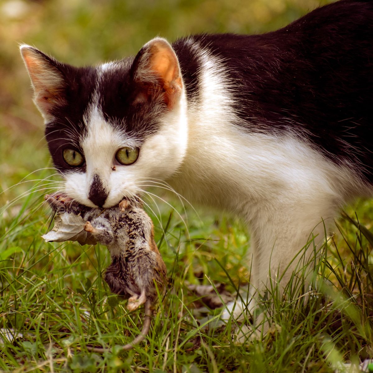 what does a rat mean in a dream