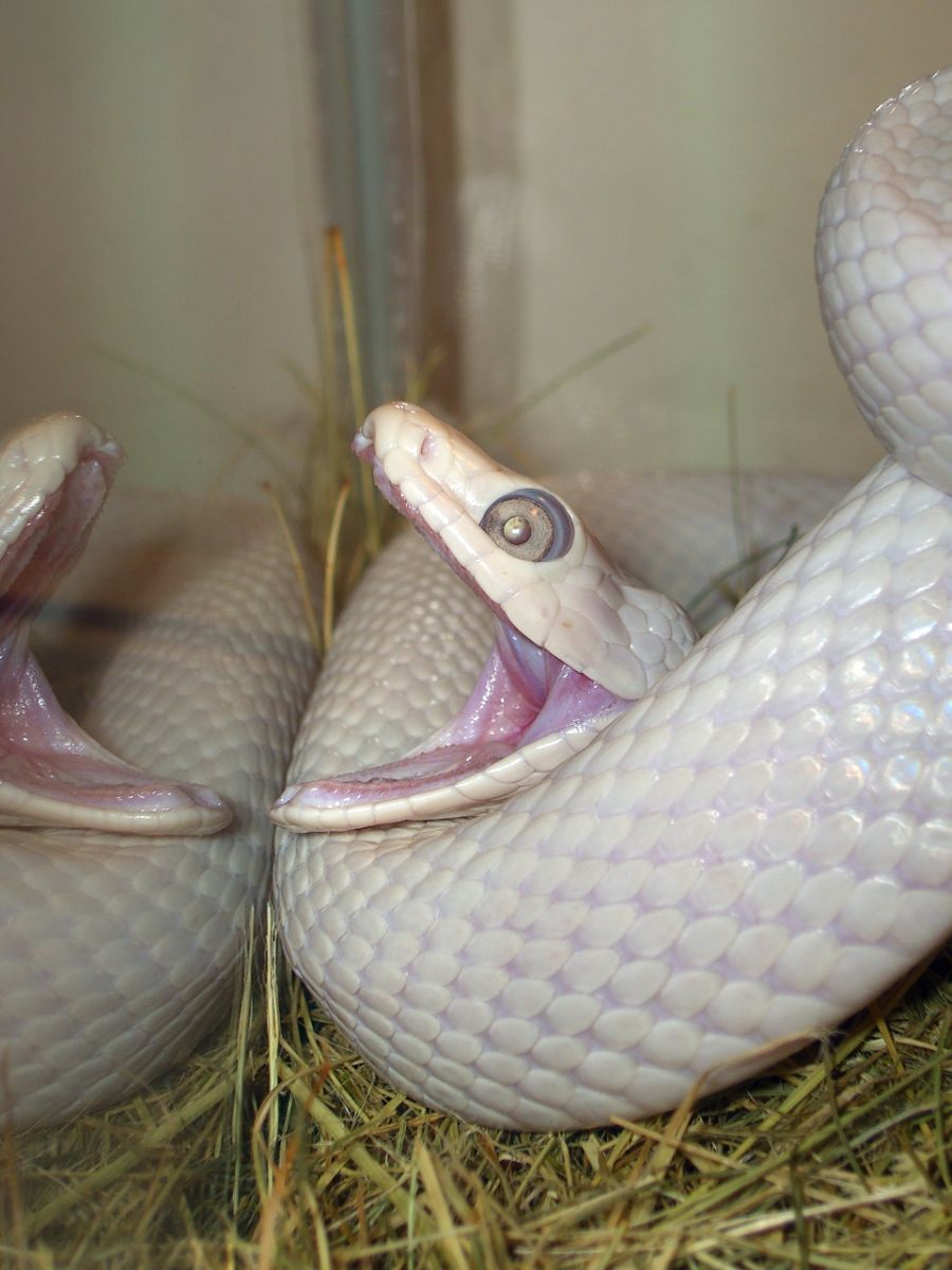 Biblical meaning of a white snake in a dream
