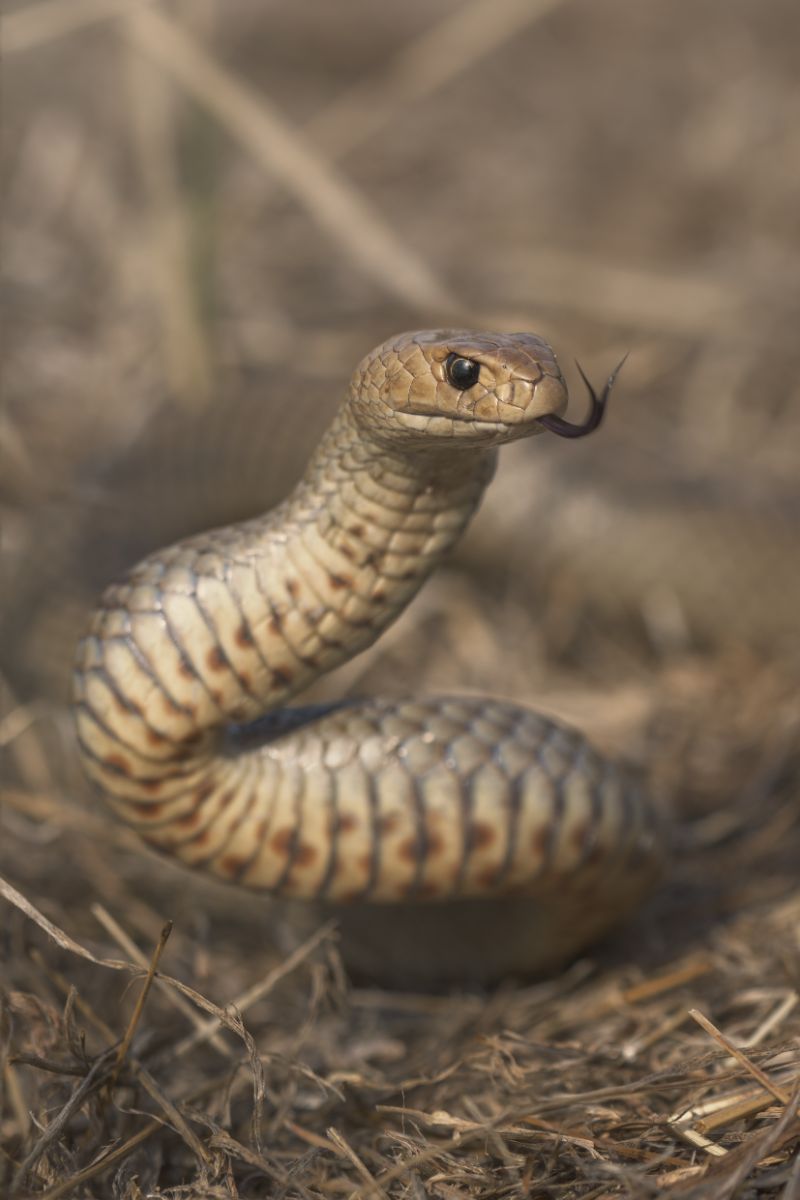 Biblical meaning of brown snakes in dreams