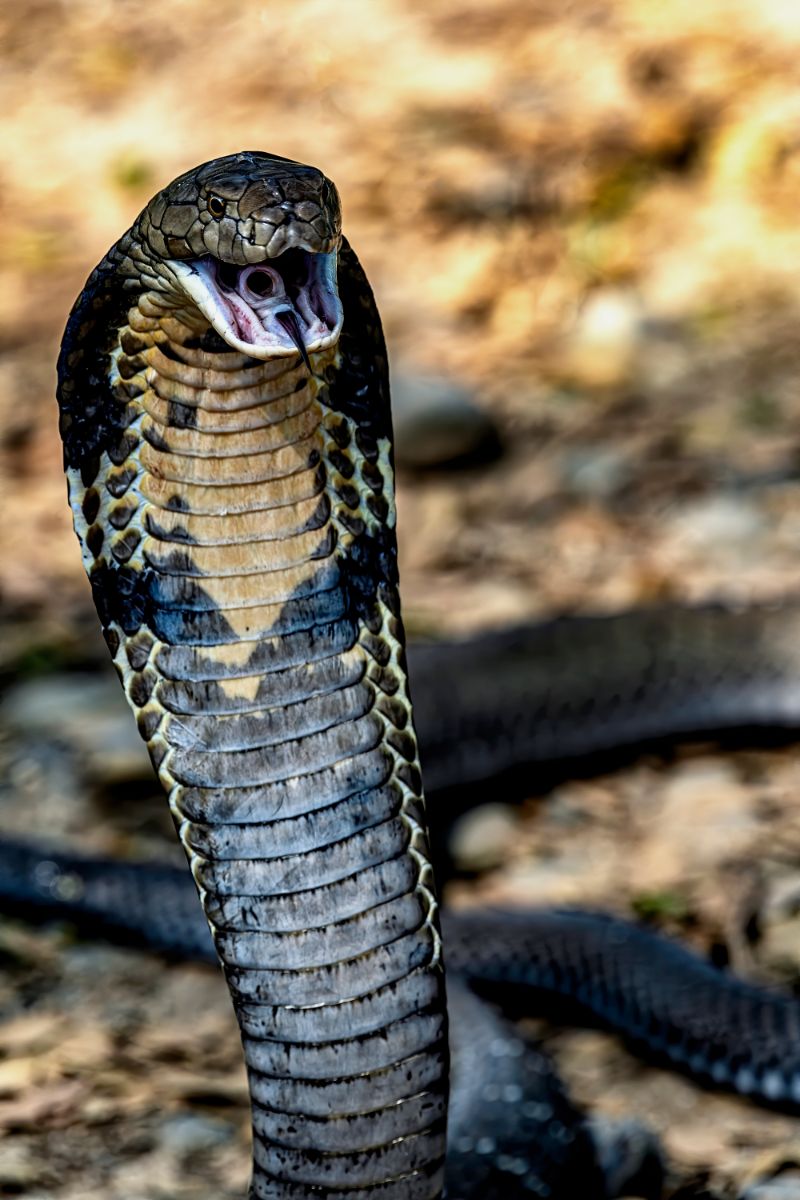 Biblical meaning of cobra in dreams