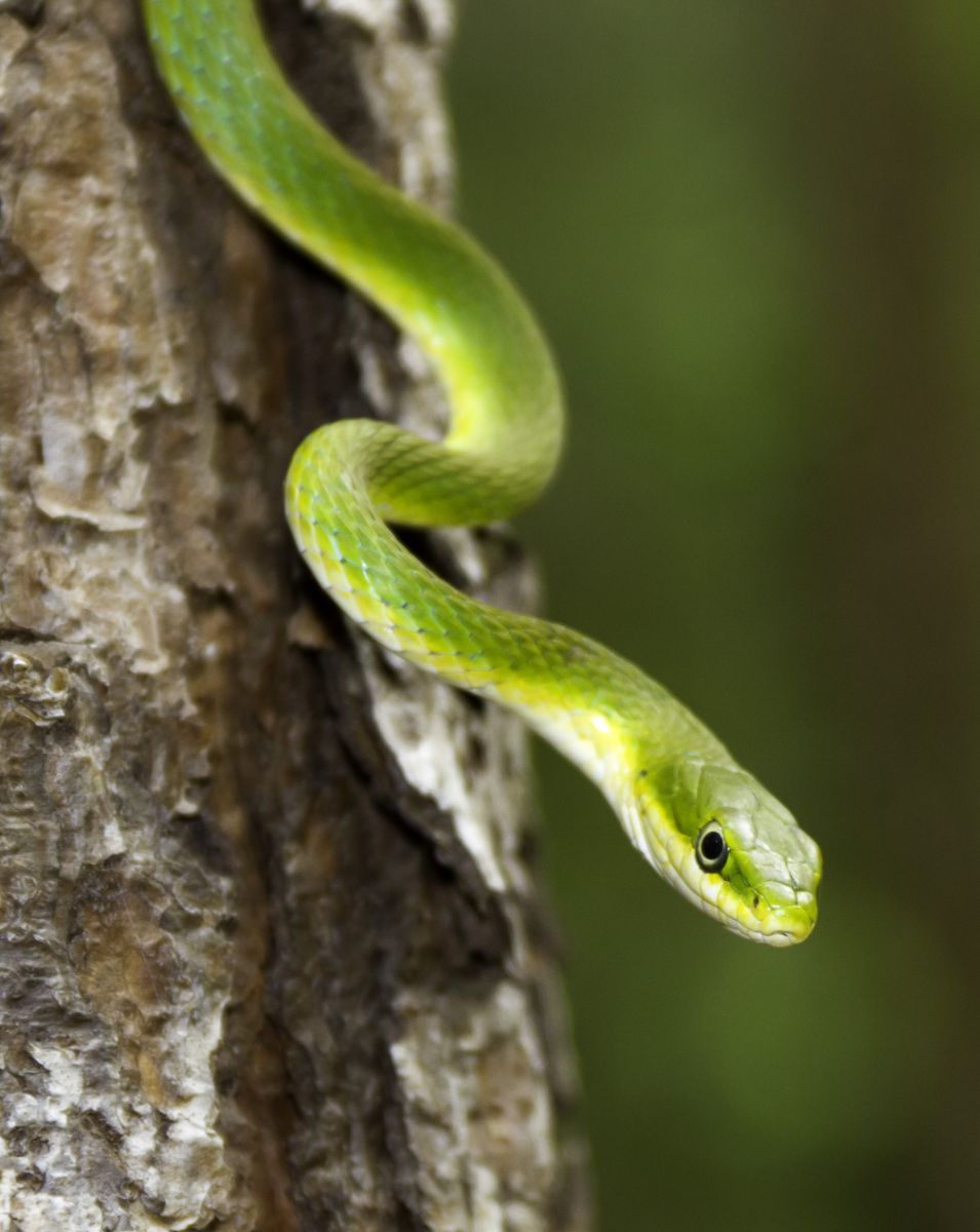 Biblical meaning of green snakes in dreams