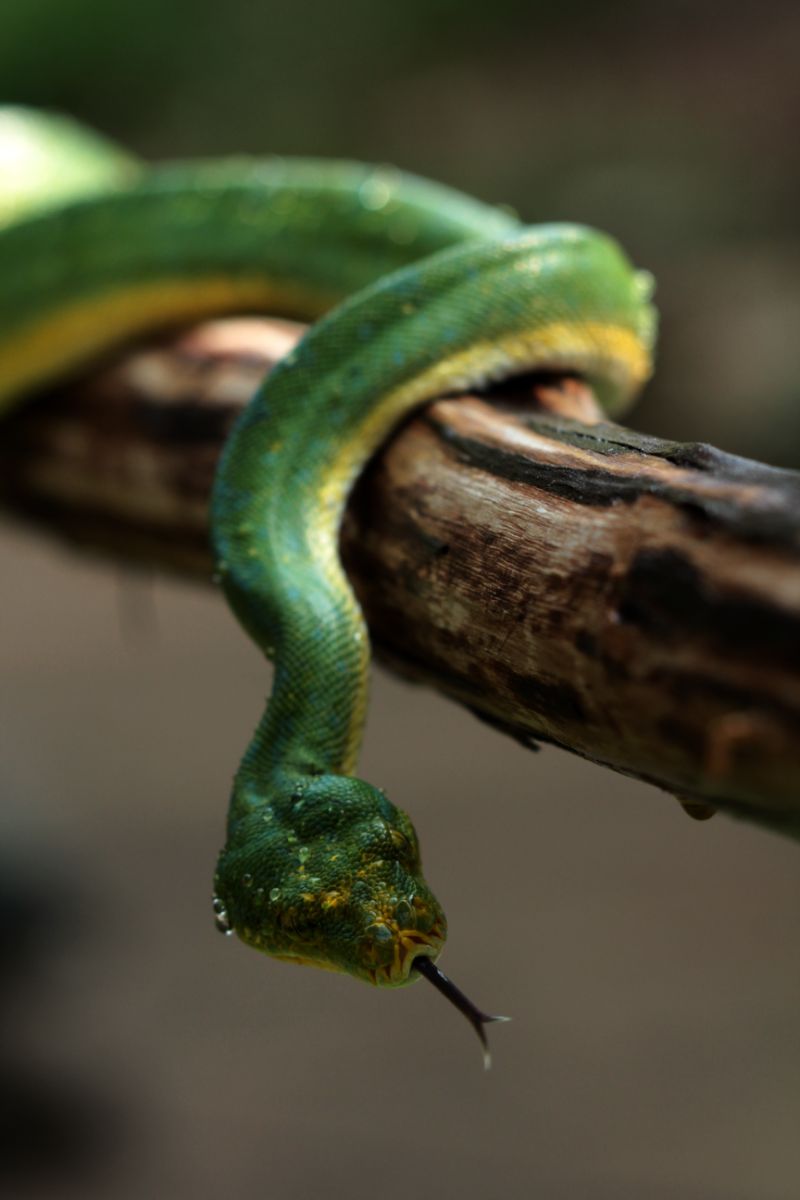 Biblical meaning of python in dream