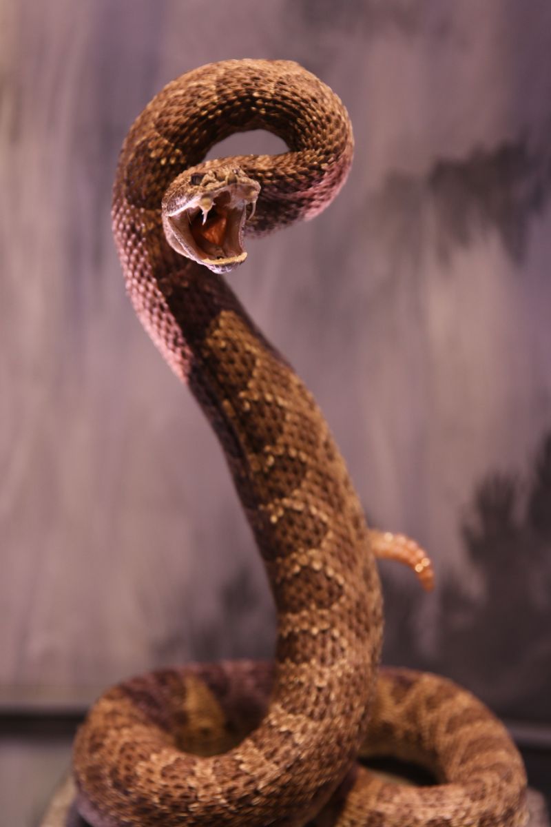 Biblical meaning of rattlesnakes in dreams