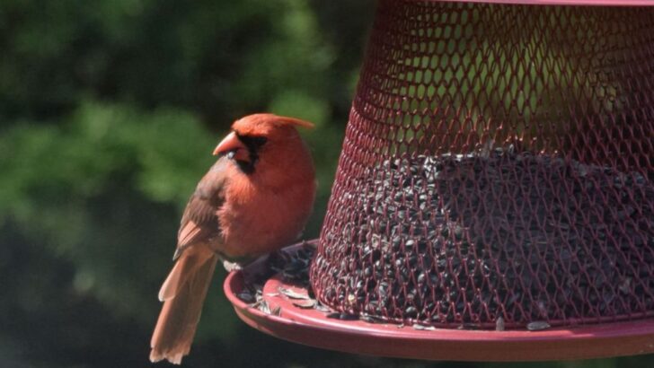 Red Cardinal – Biblical Meaning