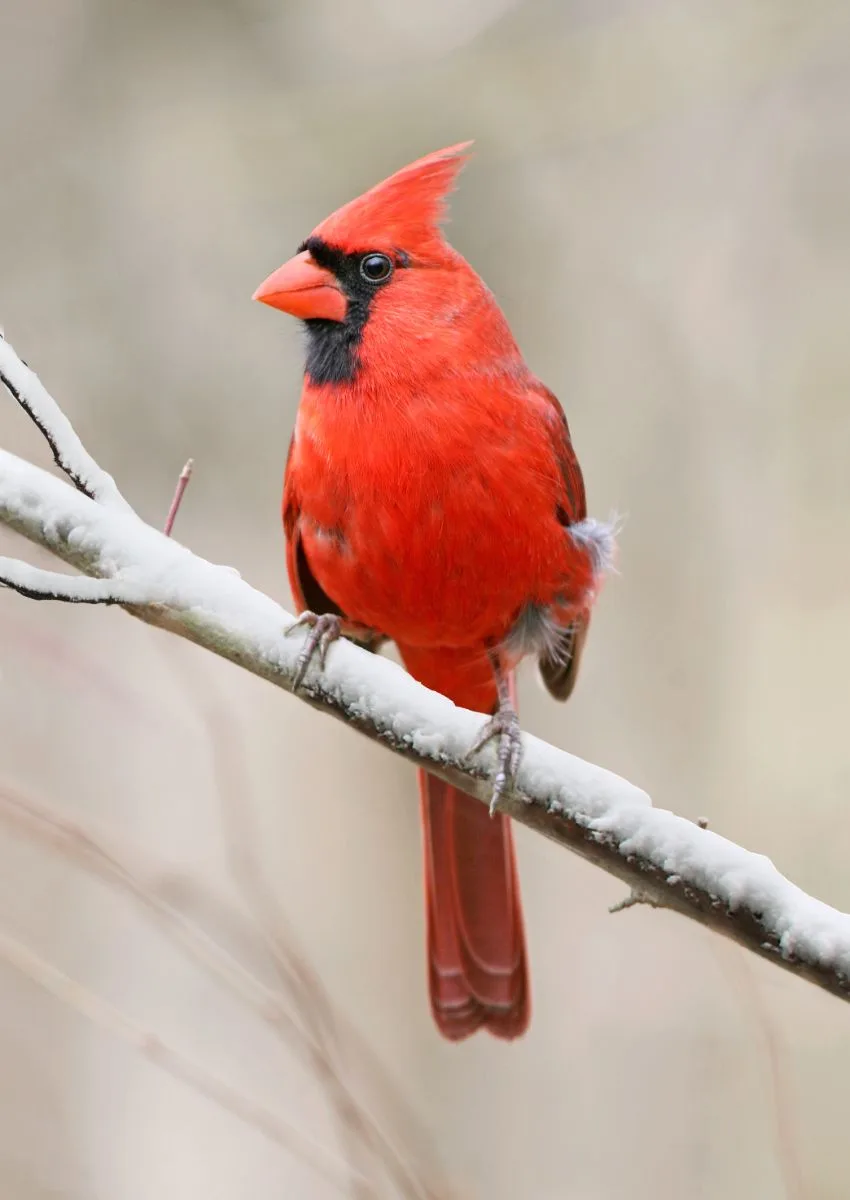cardinal bird spiritual meaning