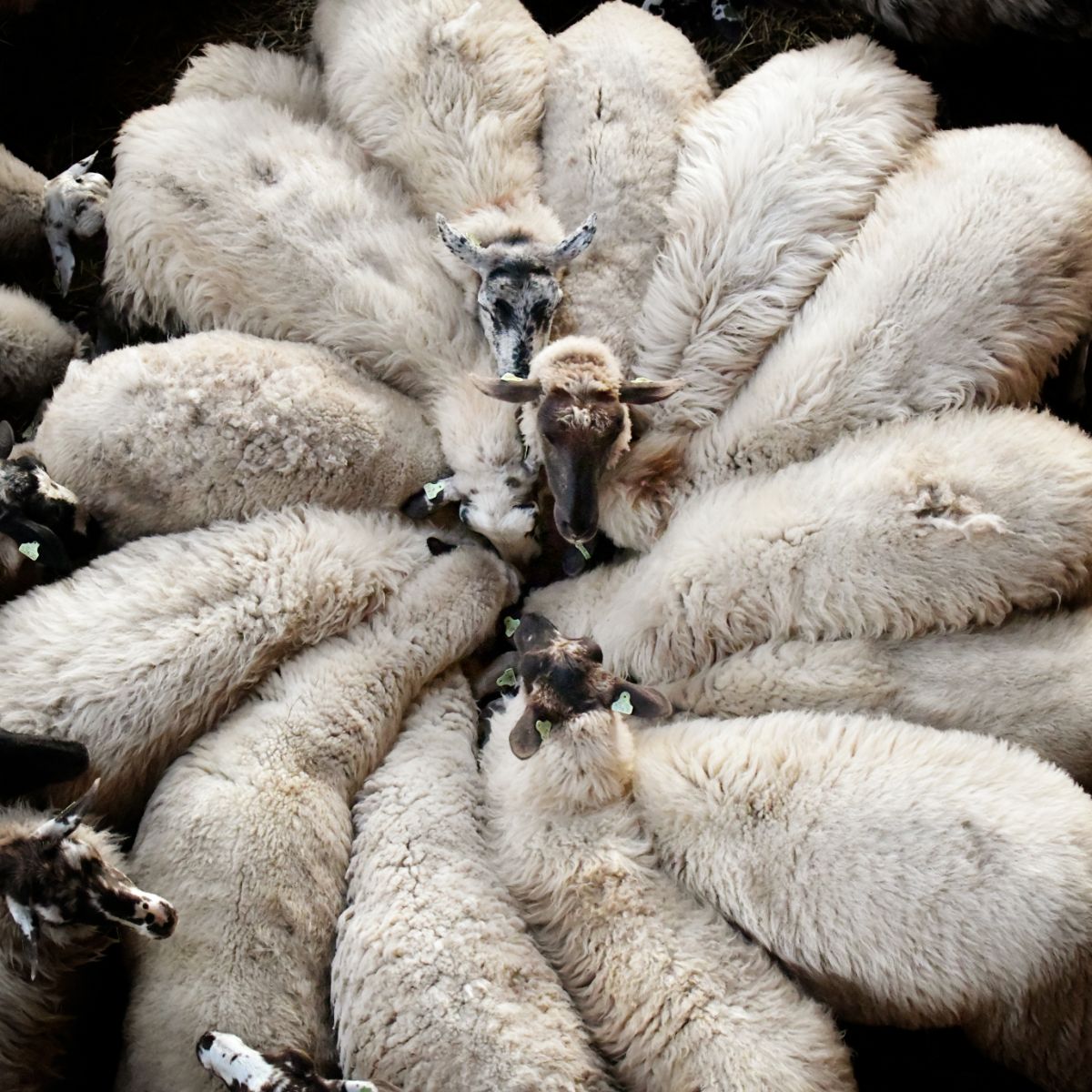 Sheep Walking In Circles Biblical Meaning Bible Wings