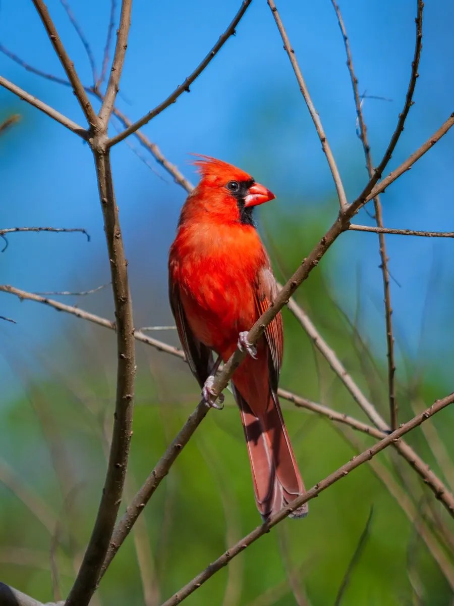 seeing a cardinal meaning