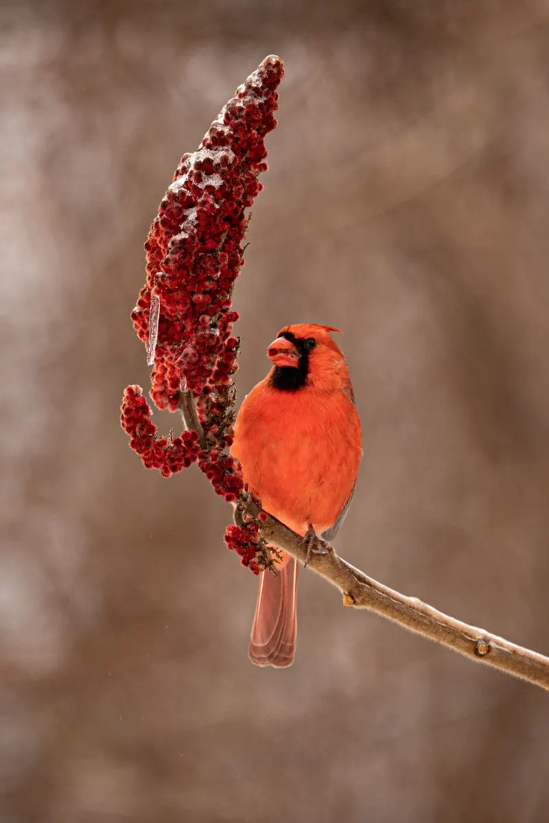 seeing a red cardinal