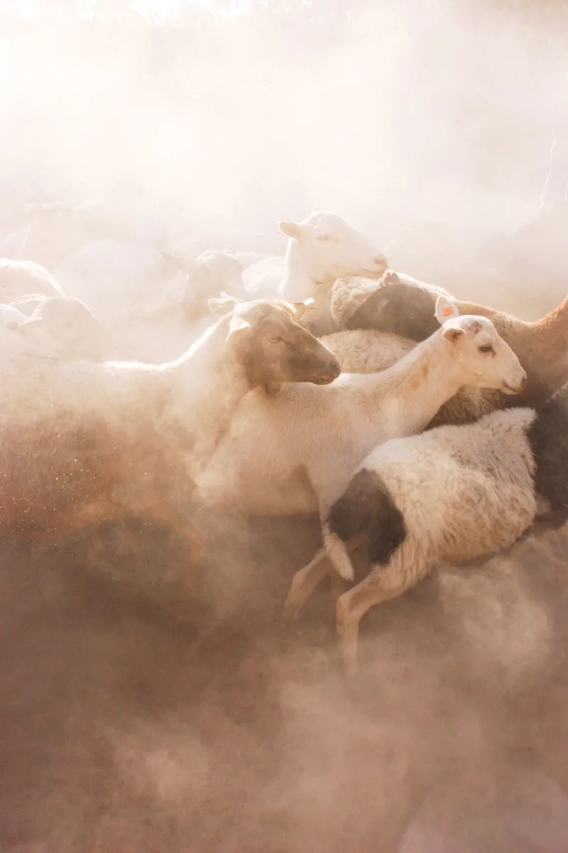 sheep walking in circles in the bible