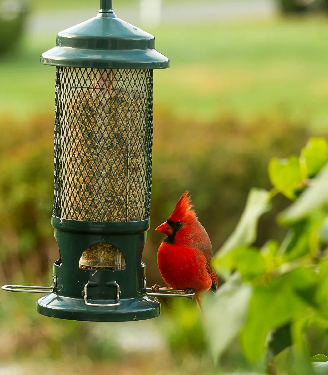 what do cardinals symbolize