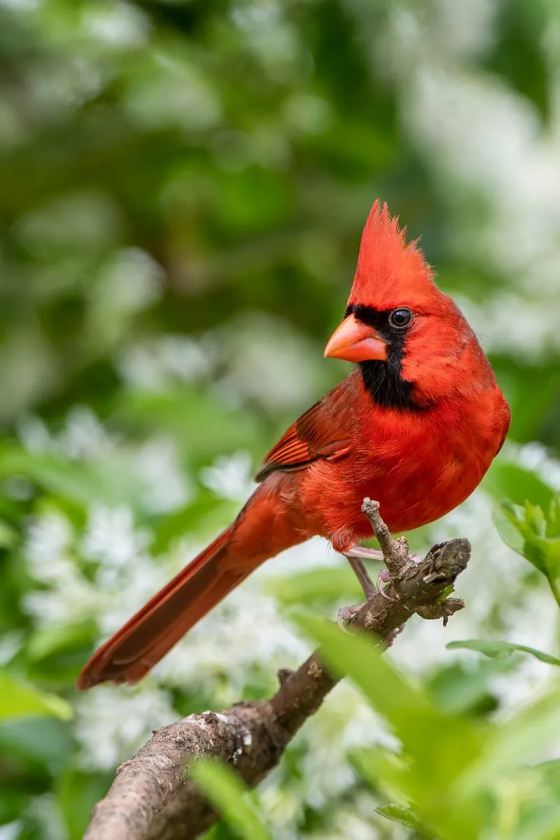 what does a cardinal represent