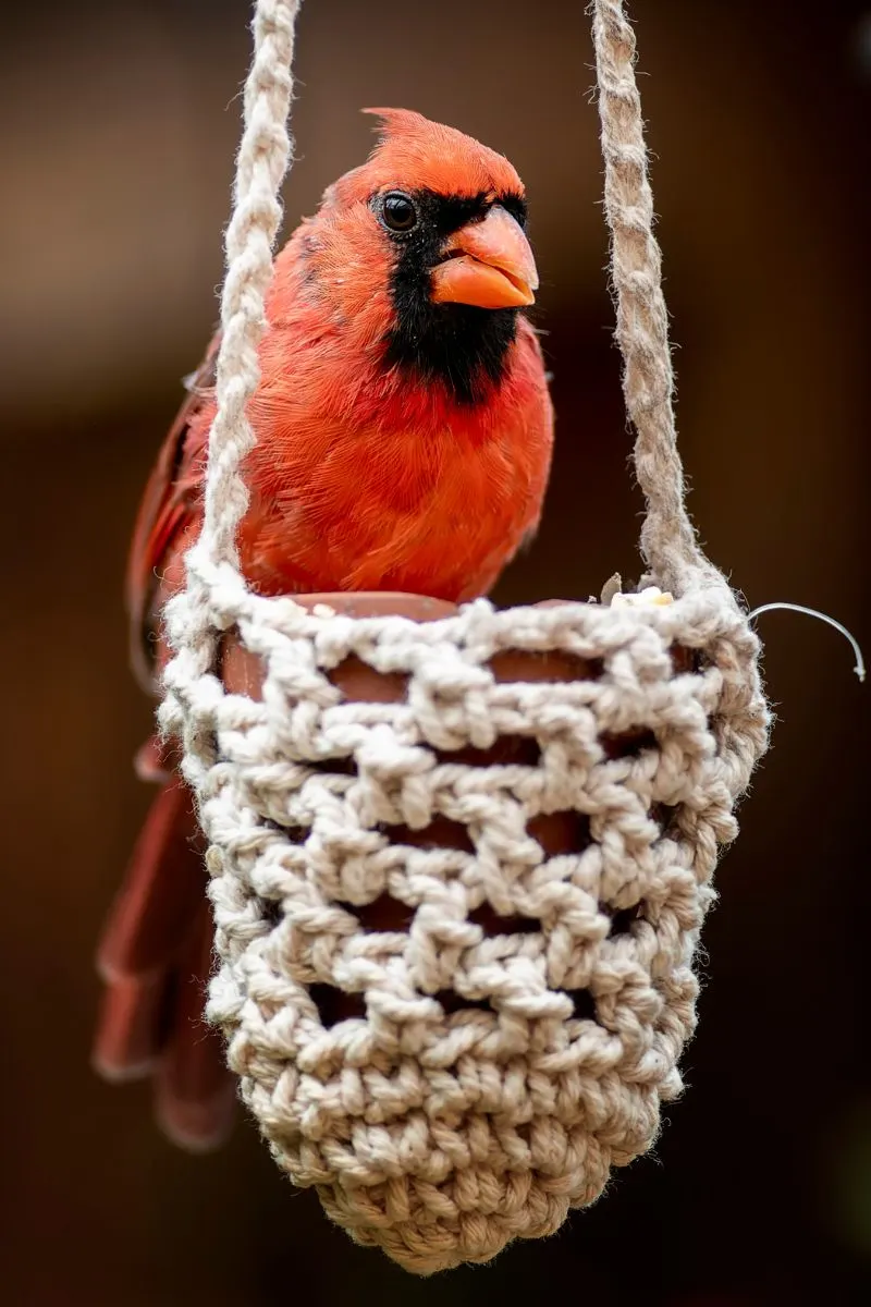 what does it mean when you see a red cardinal