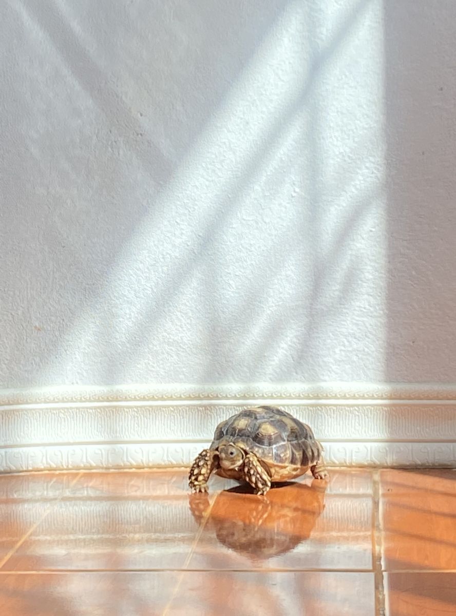 what do turtles represent in dreams