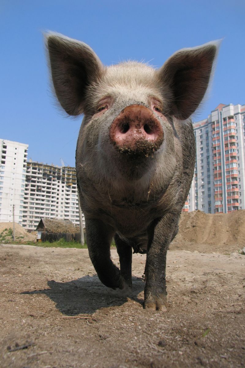 Spiritual meaning of pig in dreams