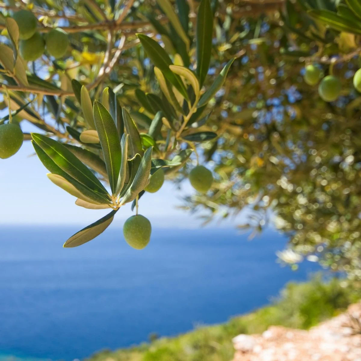 Olive Branch Meaning In The Bible