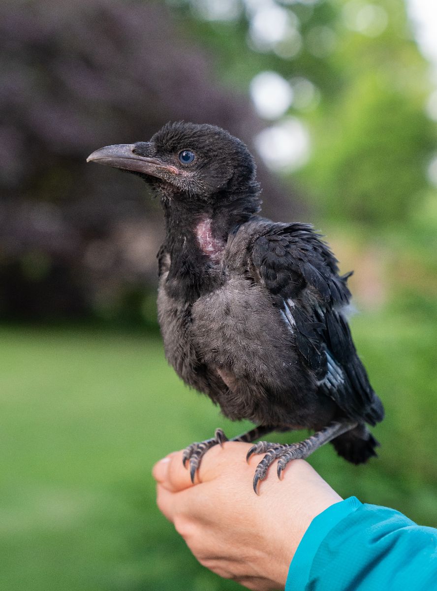 50 Bible Verses About Animals