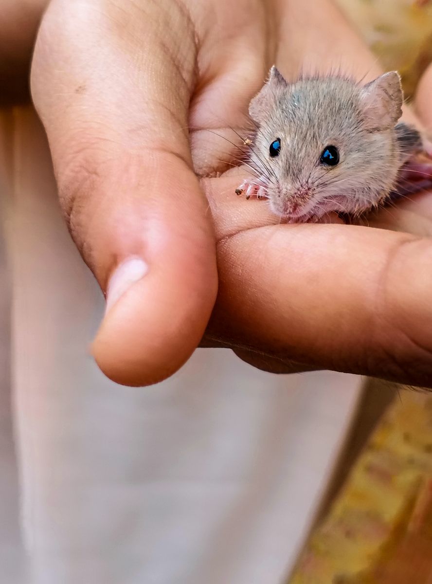 50 Bible Verses About Animals