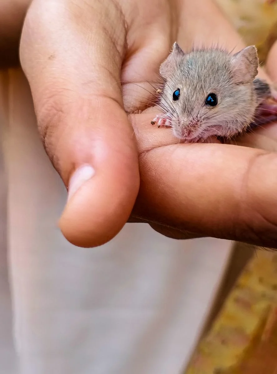 50 Bible Verses About Animals